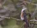 Allen's Hummingbird