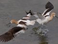 American Avocet
