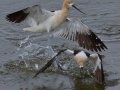 American Avocet