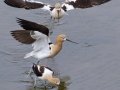 American Avocet