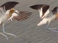 American Avocet