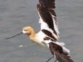 American Avocet