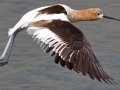 American Avocet