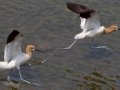 American Avocet