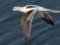 American Avocet
