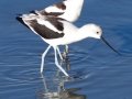 American Avocet