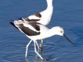 American Avocet