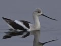 American Avocet