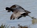 American Coot