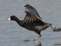 American Coot