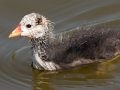 American Coot