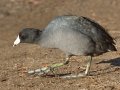 American Coot