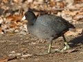 American Coot