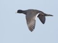 American Coot