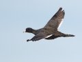 American Coot