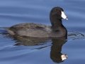 American Coot
