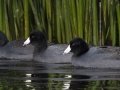 American Coot