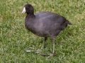 American Coot - Mt. Woodson Golf Course, Ramona
