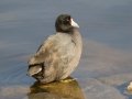 American Coot - Bolsa Chica Ecological Reserve
