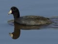 American Coot
