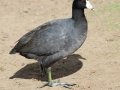 American Coot
