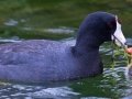 American Coot