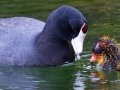 American Coot