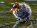 American Coot