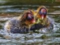 American Coot