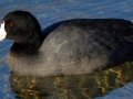 American Coot