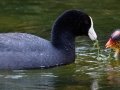 American Coot