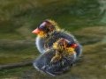 American Coot