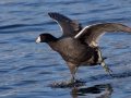American Coot