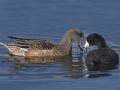 American Coot with American Wigeon