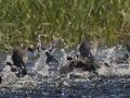 American Coot