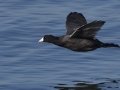 American Coot