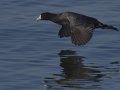 American Coot