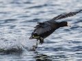 American Coot - Lake Murray