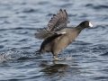 American Coot - Lake Murray