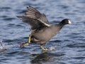 American Coot - Lake Murray