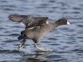 American Coot - Lake Murray