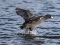 American Coot - Lake Murray