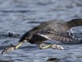 American Coot - Lake Murray