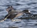 American Coot - Lake Murray