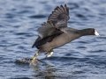 American Coot - Lake Murray