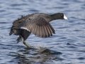 American Coot - Lake Murray