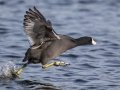 American Coot - Lake Murray