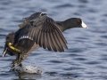 American Coot - Lake Murray