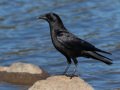 American Crow - Lake Cuyamaca, San Diego County, California, Mar 8, 2015