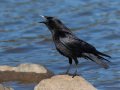American Crow - Lake Cuyamaca, San Diego County, California, Mar 8, 2015